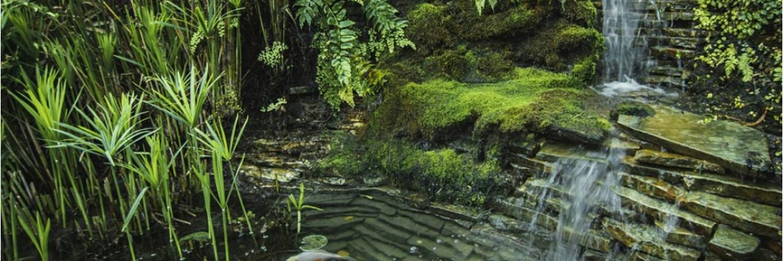 Enhancing Your Backyard with a Stunning Naturalistic Pond